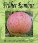 Preview: Zwergapfelbaum ´Früher Rambur" (Rambour) - Herbstapfel, Zwergobst-schwachwüchsig!