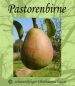 Preview: Zwerg-Birnenbaum (Zwergbirne) "Pastorenbirne" - Winterbirne!