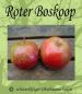 Preview: Apfelbaum, Winterapfel "Roter Boskoop"