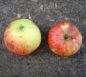 Preview: Apfelbaum, Herbstapfel 'James Grieve' (Malus 'James Grieve') - alte Apfelsorte!