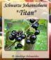 Preview: Schwarze Johannisbeere "Titan" ...Johannisbeersorte in Buschform/Strauchform