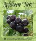 Preview: Apfelbeere, Aronia melanocarpa "Nero", robuste Apfelbeeren-Sorte!