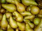 Preview: Birnenbaum, Herbstbirne "Boscs Flaschenbirne" - robuste Birnensorte!