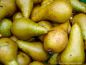 Preview: Birnenbaum, Herbstbirne "Boscs Flaschenbirne" - robuste Birnensorte!