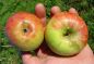 Preview: Apfelbaum, Herbstapfel 'James Grieve' (Malus 'James Grieve') - alte Apfelsorte!