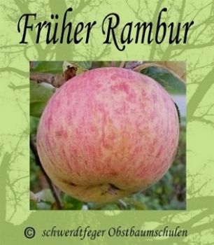 Zwergapfelbaum ´Früher Rambur" (Rambour) - Herbstapfel, Zwergobst-schwachwüchsig!
