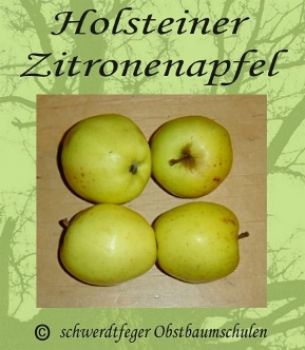Zwergapfelbaum, Herbstapfel `Holsteiner Zitronenapfel´ (Malus `Holsteiner Zitronenapfel´) - Zwergobst!