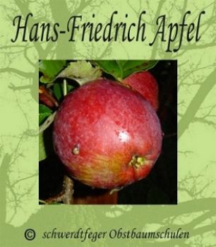 Zwergapfelbaum, Herbstapfel `Hans Friedrich Apfel´ (Malus `Hans Friedrich Apfel´) - Zwergobst!