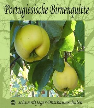 Alte Obstsorten, alte - - - Apfelsorten \'Portugiesische Birnenquitte Ihr Birnenquitte\' Obstbaum-Shop! Quittenbaum, Quitte www.alte-obstsorten-online.de