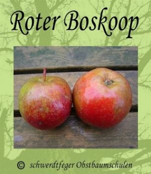 Apfelbaum, Winterapfel "Roter Boskoop"