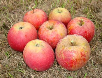 Apfelbaum, Winterapfel "Roter Boskoop"