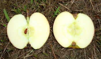 Apfelbaum, Winterapfel "Roter Boskoop"