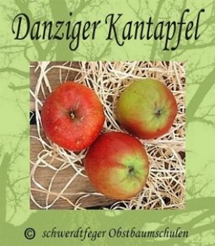Zwergapfelbaum, Herbstapfel "Danziger Kantapfel", Zwergapfel-schwachwüchsig!