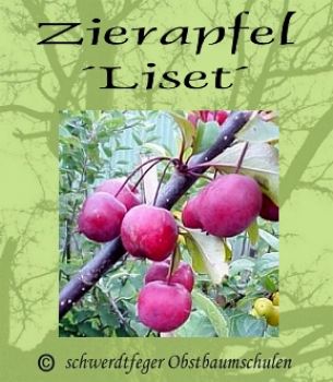 Zierapfelbaum, Zierapfel "Liset", rotlaubig - robuste Zierapfelsorte!