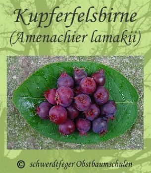 Felsenbirne - Amelanchier lamakii "Laevis" - Kupfer-Felsenbirne - Strauchform!