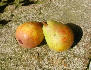 Zwerg-Birnenbaum (Zwergbirne) "Frühe von Trevoux" - Sommerbirne