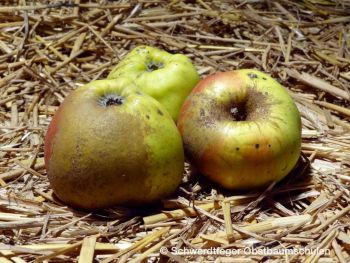 Apfelbaum, Winterapfel "Horneburger Pfannkuchenapfel" - Apfel des Jahres 2016!