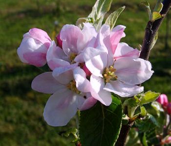 Apfelbaum, Herbstapfel 'James Grieve' (Malus 'James Grieve') - alte Apfelsorte!