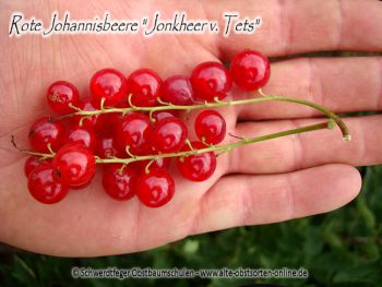 Rote Johannisbeere "Jonkheer van Tets" - Buschform/Strauchform