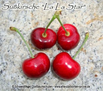 Kirschbaum, Süßkirsche "La La Star"