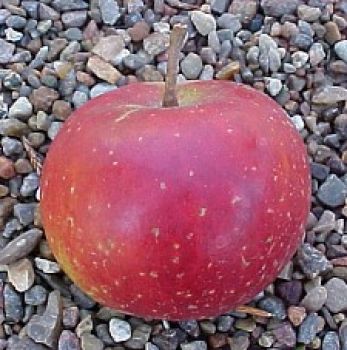 Alte Obstsorten, alte Apfelsorten - Obstbaum-Shop! - Apfelsorte! Sternrenette\' Ihr Herbstapfel alte - \'Rote Apfelbaum, www.alte-obstsorten-online.de