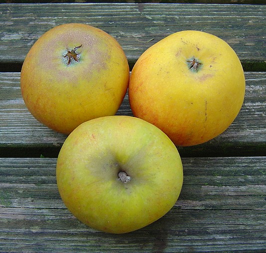 Alte Obstsorten, alte Apfelsorten - Ihr Obstbaum-Shop!  www.alte-obstsorten-online.de - Zwerg-Apfelbaum ´Holsteiner Cox´ (Zwergapfel  Malus ´Holsteiner Cox´ Orangenrenette´) - Zwergobstbaum!