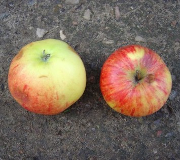 - Apfelbaum, Obstsorten, Grieve\' Alte - Ihr Obstbaum-Shop! www.alte-obstsorten-online.de alte Apfelsorten - \'James Herbstapfel alte Apfelsorte!