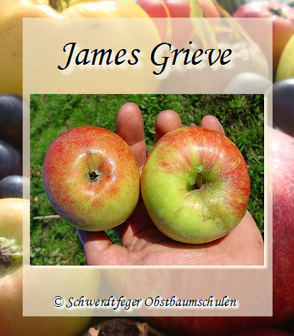 Apfelsorten alte \'James Apfelsorte! - alte - Apfelbaum, Ihr Obstsorten, Obstbaum-Shop! Alte Grieve\' Herbstapfel www.alte-obstsorten-online.de -