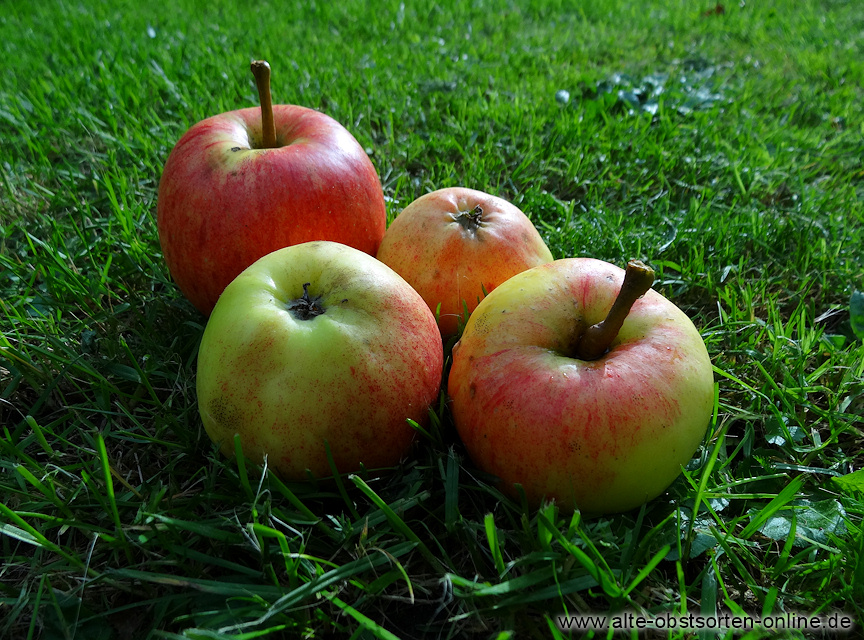 Apfelbaum, www.alte-obstsorten-online.de Obstsorten, alte Ihr Apfelsorten Obstbaum-Shop! - - Apfelsorte! alte - Alte Grieve\' \'James Herbstapfel