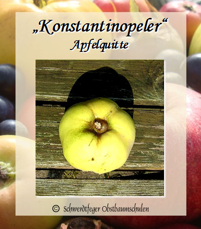 Alte Obstsorten, alte \'Konstantinopeler www.alte-obstsorten-online.de Apfelquitte\' Obstbaum-Shop! Quitte - Apfelsorten Apfelquitte - Quittenbaum, - Ihr