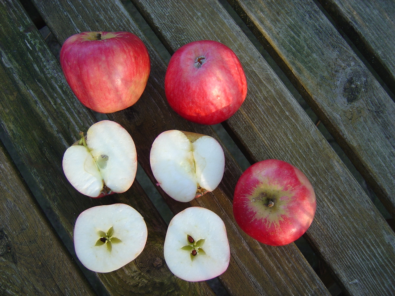 Alte Obstsorten, direkt Ihr - alte (Augustapfel) Apfelsorten aus www.alte-obstsorten-online.de Sommerapfel-Apfelbaum - Klarapfel´ der - Apfelsorten Obstbaumschule! Obstbaum-Shop! ´Roter