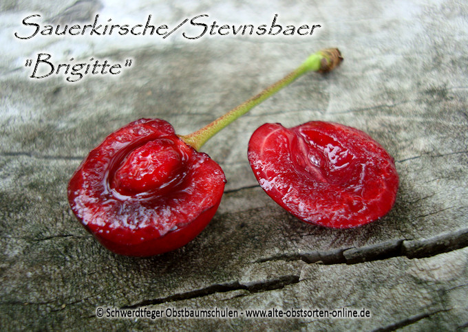Kirsche Obstbaum-Shop! alte - \'Stevnsbaer Sauerkirsche Apfelsorten Brigitte\' Obstsorten, Alte Kirschbaum, Ihr www.alte-obstsorten-online.de - -