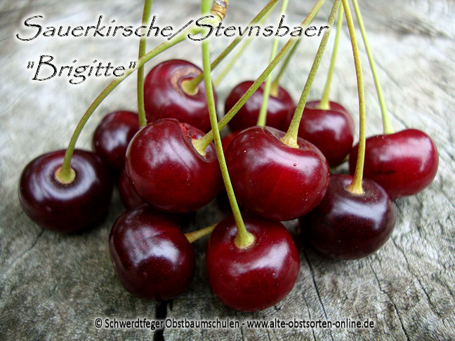 Obstbaum-Shop! Apfelsorten Ihr - Sauerkirsche - - alte Kirschbaum, www.alte-obstsorten-online.de Alte Kirsche Obstsorten, Brigitte\' \'Stevnsbaer