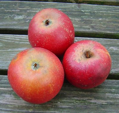 Alte Obstsorten, alte Apfelsorten - Ihr Obstbaum-Shop!  www.alte-obstsorten-online.de - Apfelbaum, Herbstapfel \'Roter Holsteiner Cox\'  - alte Apfelsorte!