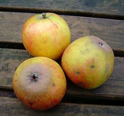 Alte Obstsorten, Zwergobstbaum! - www.alte-obstsorten-online.de Cox´ Zwerg-Apfelbaum - Cox´ Malus Obstbaum-Shop! (Zwergapfel - Ihr Apfelsorten ´Holsteiner Orangenrenette´) alte ´Holsteiner