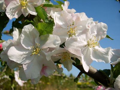 Apfelbaum, Winterapfel "Roter Boskoop"