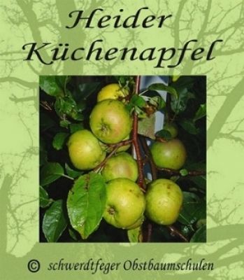 Zwergapfelbaum, Winterapfel "Heider Küchenapfel", Zwergapfel-schwachwüchsig!