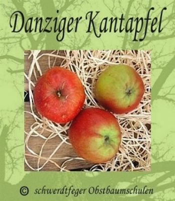 Zwergapfelbaum, Herbstapfel "Danziger Kantapfel", Zwergapfel-schwachwüchsig!