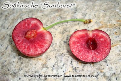 Kirschbaum, Süßkirsche "Sunburst"