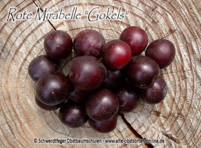 Mirabellenbaum (rote Mirabelle) "Typ Gokels" - robuste Mirabellensorte!