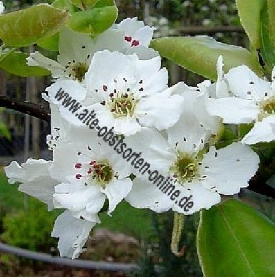 Nashi / Nashibirne (Asienapfel) "Kiiro Osoi" - gelbe späte Nashisorte!