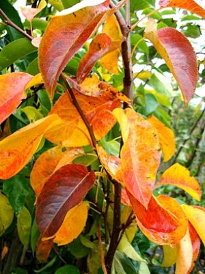 Nashi / Nashibirne (Asienapfel) "Kiiro Osoi" - gelbe späte Nashisorte!