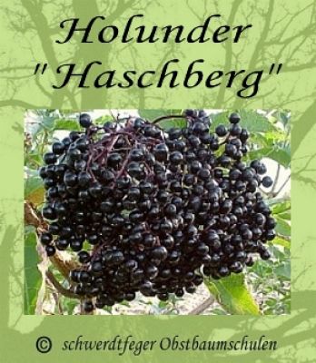 Holunder / Fiederbeere "Haschberg", robuste Holundersorte!