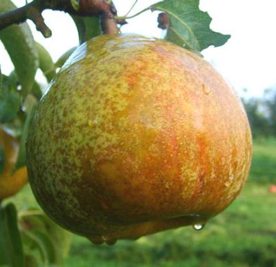 Zwerg-Birnenbaum (Zwergbirne) "Doppelte Philippsbirne" - Herbstbirne!