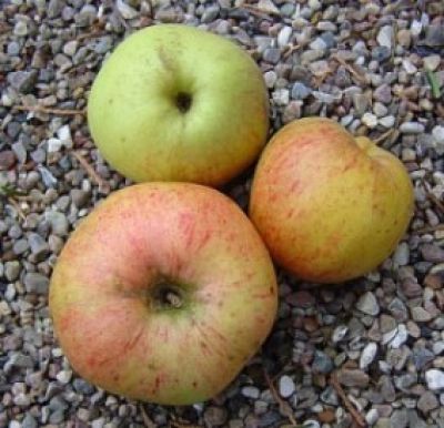 Apfelbaum, Herbstapfel 'Dülmener Herbst-Rosenapfel' (Malus 'Dülmener Herbstrosenapfel')