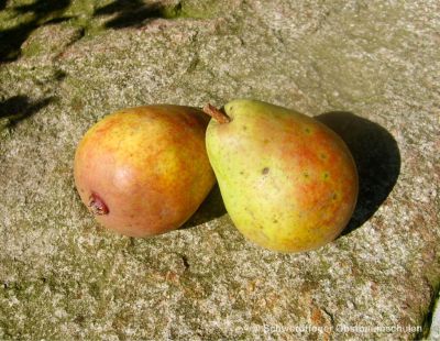 Birnenbaum, Sommerbirne "Frühe von Trevoux" (Précoce de Trévoux)