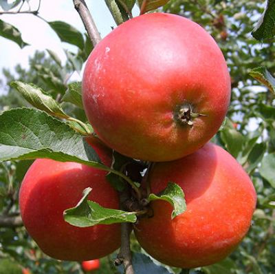 Alte Obstsorten, alte - Cox\' Obstbaum-Shop! Apfelbaum, Holsteiner Apfelsorten \'Roter - alte Ihr www.alte-obstsorten-online.de Herbstapfel Apfelsorte! 