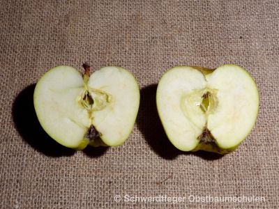 Apfelbaum, Winterapfel "Horneburger Pfannkuchenapfel" - Apfel des Jahres 2016!