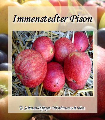 Zwergapfelbaum, Herbstapfel `Immenstedter Pison´ (Malus `Immenstedter Pison´) - Taubenapfel!