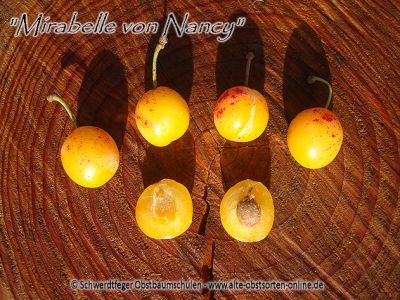 Zwergmirabelle / Zwergpflaume "Mirabelle von Nancy" - Zwergobstbaum!